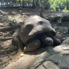 Meet Marshed Juma in Zanzibar - Your Local Friend & Expert - ID1253