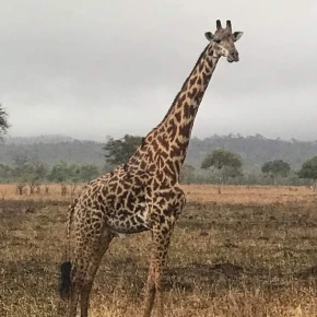 "Authentic Arusha: A Guided Journey Through Culture and Nature" - Online Experience - Photo 6