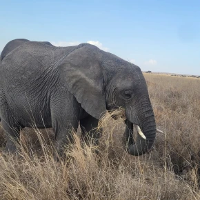 Welcome to Tanzania  and experience the magic  of Tanzania with E.. - Online Experience - Photo 1