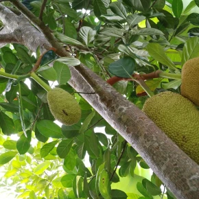 I love sharing local foods and cooking for guests - Online Experience - Photo 3