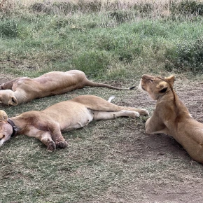 Meet Olacx in Arusha - Your Local Friend & Expert - ID4621 - Photo 6