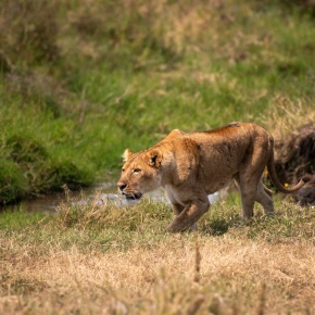 Meet Shedrack in Arusha - Your Local Friend & Expert - ID5457 - Photo 2