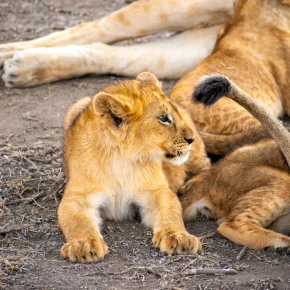 Meet Shedrack in Arusha - Your Local Friend & Expert - ID5457 - Photo 4