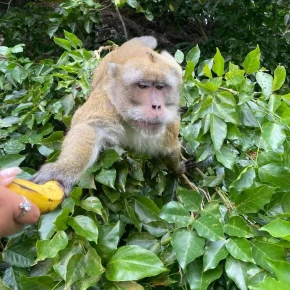 Meet Ben Meenatchy in Port Louis - Your Local Friend & Expert - ID6298 - Photo 2